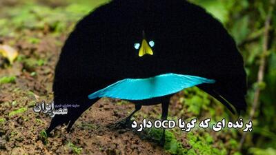 پرنده ای که گویا OCD دارد / وسواس شدید برای ایجاد نظم (فیلم)