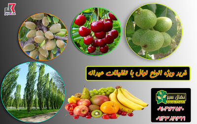 خرید ویژه نهال با تخفیف 65 درصدی از نهالستان شرکتی طبیعت سبز جایا کالا