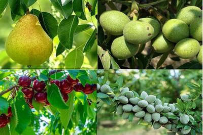 آخرین فرصت برای خرید نهال ۳۰ هزارتومانی و ارسال رایگان