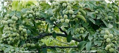 اخرین فرصت خرید نهال میوه فقط ۳۰ هزار تومان ارسال یکروزه به کل ایران