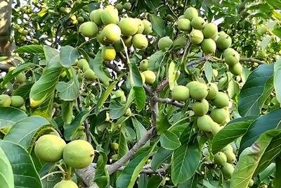 فرصت طلایی خرید نهال گردو ژنوتیپ۷ و درامد میلیاردی از باغات ارسال یک روزه به کل ایران