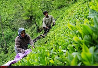 افزایش ۲۸ درصدی نرخ خرید تضمینی برگ سبز چای از چایکاران