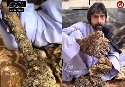 تصاویر نادر  از مرد  بیماری درختی  ایران در شهر خاش