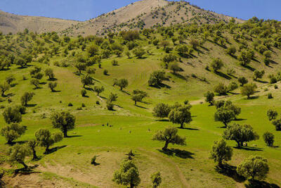 طبیعت بی نظیر چوار ایلام