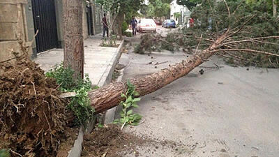 نوروز تلخ خانواده‌ها در مازندران / سقوط درخت دو پسر کودک را به کام مرگ برد