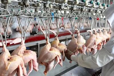 فرآوری مرغ؛ بعد پرورش مرغ رنگی با دستگاه مدرن پراشونو میچینه برای تولید البسه