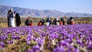 افت ۵۰ درصدی تولید زعفران در هر هکتار