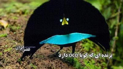 پرنده ای که گویا OCD دارد!
