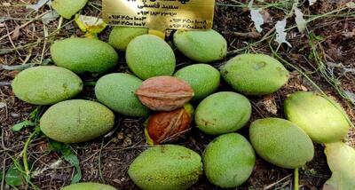 خرید نهال گردوی مقاوم و پربار با تخفیف شگفت انگیز۴۵درصدی از نهالستان پالیز