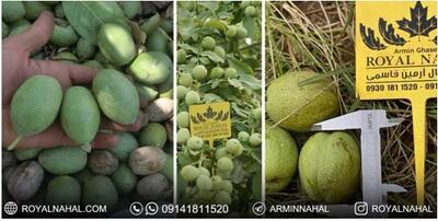نهال دو ساله گردو ژنوتیپ رویال تیپ ۷ فقط ۱۰۰ هزار تومان