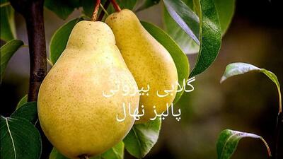 سرمایه گذاری پرسود با خرید نهال های پربار۳۰ هزارتومانی شلیل+هلو+گلابی و زردآلو