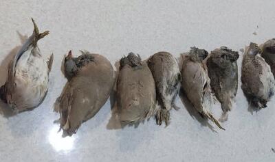 دستگیری دو شکارچی کبک در ابهر