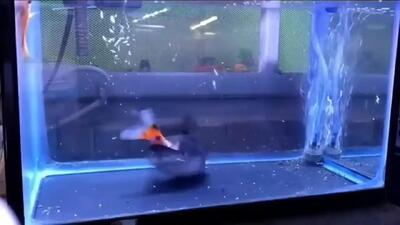 فیلم شکار ماهی توسط ماهی بزرگ تر در آکواریوم