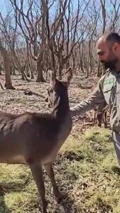 فیلم داستان گلی خانم ، گوزن ایرانی مجموعه حفاظت شده سمسکنده