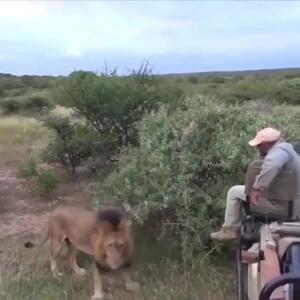 فیلم / شجاعت بی‌نظیر مرد مقابل سلطان جنگل