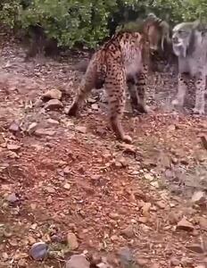 فیلم مبارزه دیدنی / نبردی شبیه به بزها بین دو سیاهگوش
