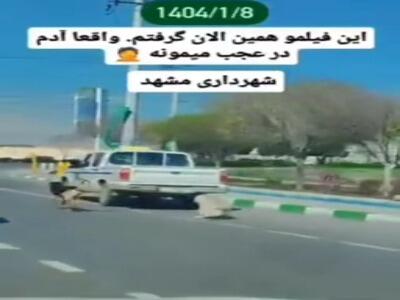 سگ‌آزاری پیمانکار و عذرخواهی شهرداری مشهد
