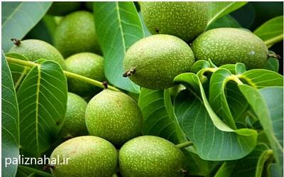 خرید نهال گردو ژنوتیپ۱۲ تولید اختصاصی پالیز نهال با۴۰٪ تخفیف
