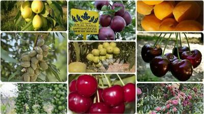 به ازای خرید ۵۰ اصله نهال میوه ۱۰ اصله نهال میوه اشانتیون بگیر