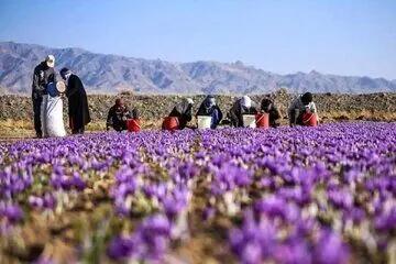 افت ۵۰ درصدی تولید زعفران در هر هکتار/ زعفران ایران به چه کشورهایی صادر می‌شود؟