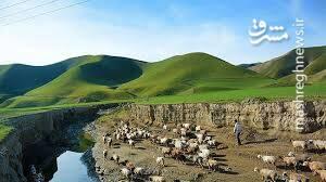 تصویری از گله گوسفندان ترکمن صحرا