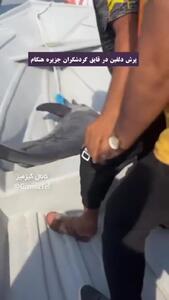 فیلم لحظه دیدنی پرش دلفین در قایق گردشگران جزیره هنگام
