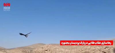 فیلم زیبا از رهاسازی یک عقاب طلایی در بجنورد