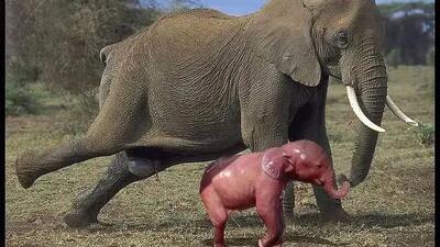 شگفتی های حیات وحش؛ زایمان دلهره آور فیل و حس مادری بعد به دنیا آوردن بچه اش