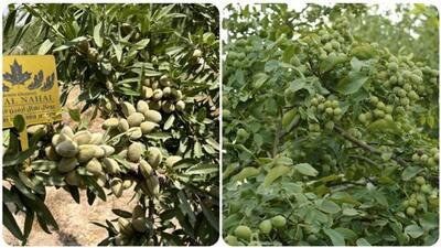 خرید نهال گردو و بادام با ۴۰ درصد تخفیف از نهالستان رویال نهال آرمین قاسمی