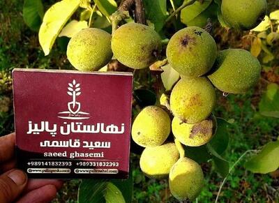 خرید نهال پربازده گردو ژنوتیپ۱۲ پالیز فقط با ۱۷۰هزارتومان