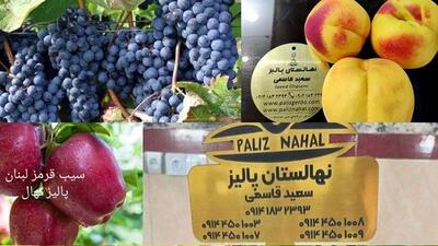 خرید نهال های میوه پربار پالیز با قیمت شگفت انگیز ۳۰هزارتومان + همراه با اشانتیون
