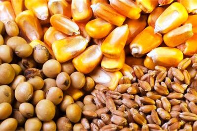 ضرورت استفاده از جیره های متوازن در تغذیه دام و طیور