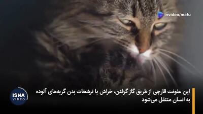 گربه‌ها عامل گسترش یک بیماری قارچی