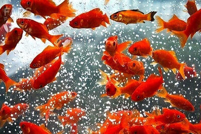 جای خوش تهدید بزرگ محیط زیست روی سفره‌های هفت سین