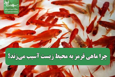 چرا ماهی قرمز به محیط زیست آسیب می‌زند؟
