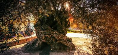درختی که چهار هزار سال عمر دارد