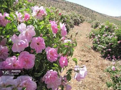خاستگاه گل‌های محمدی جهان، میزبان جشنواره نوروزی