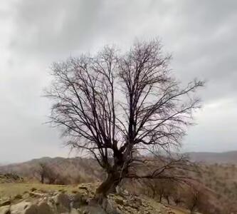 هوش یا نبوغ نباتی شگفت انگیز یک درخت