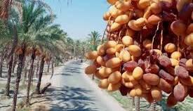 دو میلیون نفر نخل شهرستان خشت در حال خشک شدن است!