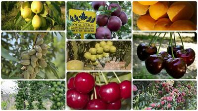 آخرین فرصت خرید نهال میوه فقط به قیمت ۳۰ هزار تومان(هلو+شلیل+سیب+زردالو+گوجه‌ سبز+آلو+آلبالو+گیلاس)