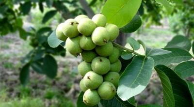 جشنواره فروش ویژه نهال در نهالستان نهال سبز؛ خرید نهال گردو 55 هزارتومان و نهال میوه 28 هزارتومانی تا روز طبیعت!