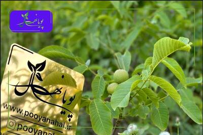خرید نهال گردو- تخفیف عیدانه