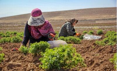 سرمایه‌گذاری در نیروی پنهان روستا؛ زنان و جوانان، کلید تحول در تولید کشاورزی