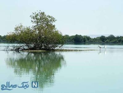 جنگل حرا قشم کجاست؟ راهنمای بازدید از جنگل حرا