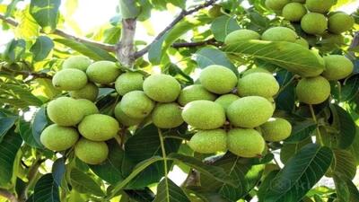 خرید نهال گردو یارانه ای جهاد کشاورزی تنها با ۶۷ هزار تومان