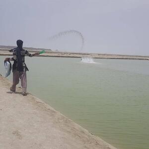 آغاز پرورش میگو در دشتیاری