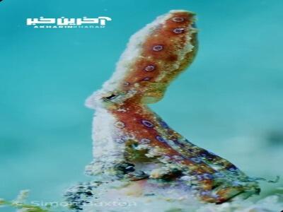 اختاپوس با حلقه آبی