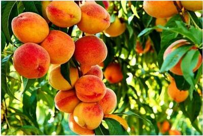 سود میلیاردی با خرید نهال های میوه و بادام پربار ۳۰ هزار تومانی پالیز
