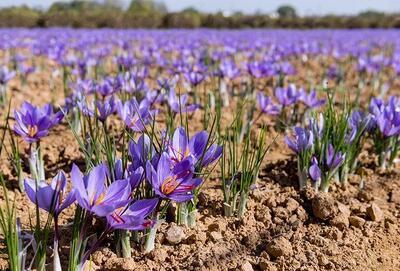 بهترین کود برای محلول پاشی زعفران