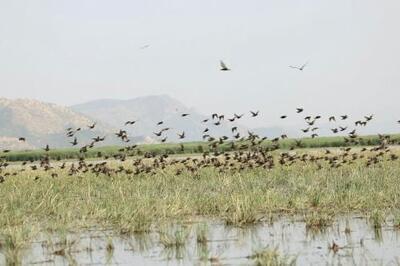 «سیزده‌بدر» و تهدیدی برای حیات پرندگان